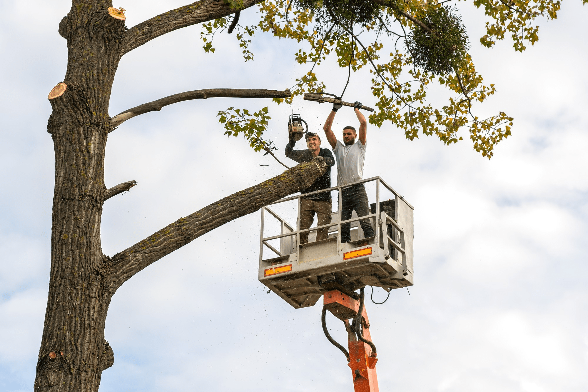 Técnicas de poda en altura | Transportes Rocesan ®